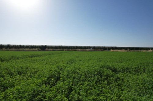 Directrices para el riego y la fertilización de la alfalfa en el valle del Ebro