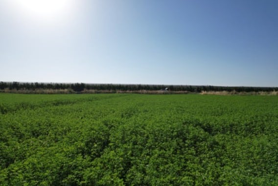 Directrices para el riego y la fertilización de la alfalfa en el valle del Ebro