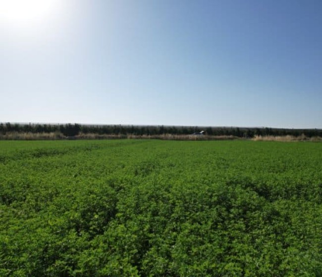 La producción de alfalfa y otros forrajes deshidratados crece un 16% en la campaña 2024/25