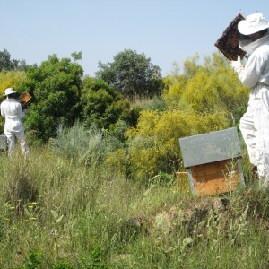 En juego la supervivencia de la miel en la Unión Europea. Por Stanislav Jas. GT Miel COPA-Cogeca