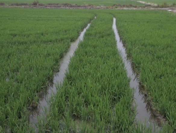 Los productores nacionales de arroz piden a la UE incluir el arroz en la cláusula de salvaguardia automática