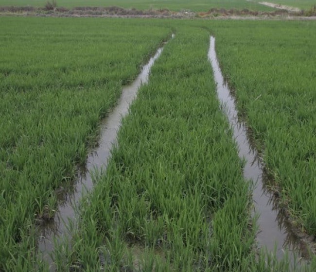 Los productores nacionales de arroz piden a la UE incluir el arroz en la cláusula de salvaguardia automática