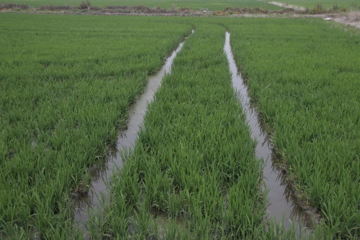 Los productores nacionales de arroz piden a la UE incluir el arroz en la cláusula de salvaguardia automática