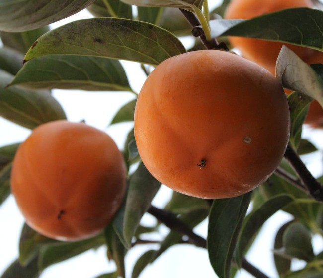 Firmados los protocolos fitosanitarios para exportar almendra y caqui para fresco a China