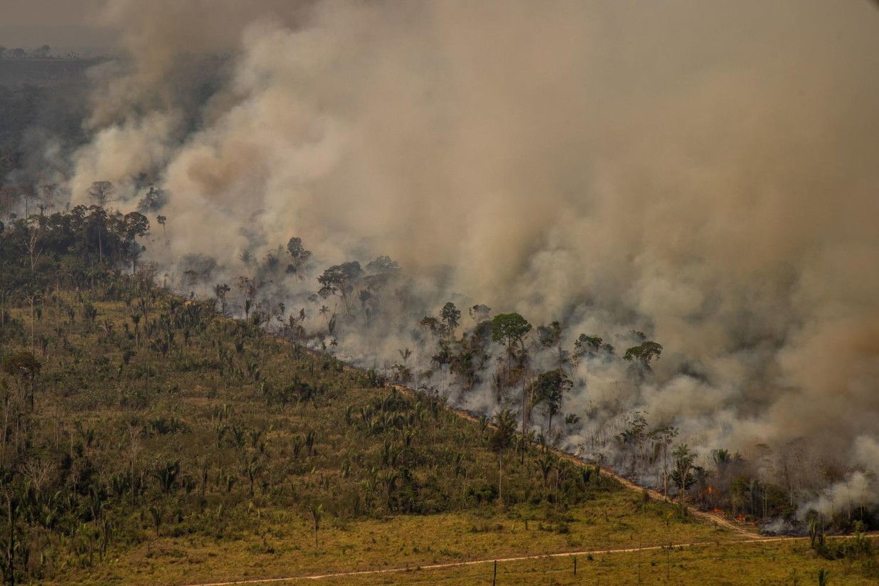 Organizaciones españolas crean una alianza contra la deforestación mundial