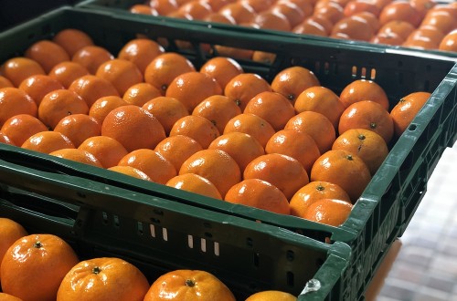 Eurosemillas presenta la nueva mandarina extratardía Kino