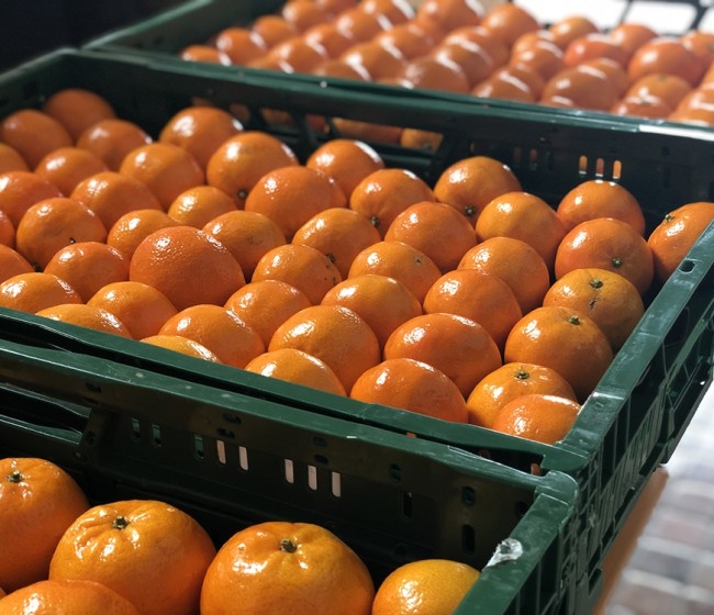 Eurosemillas presenta la nueva mandarina extratardía Kino