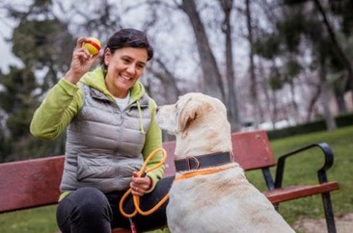 MSD Animal Health renueva el Certificado EFR de la Fundación Más Familia