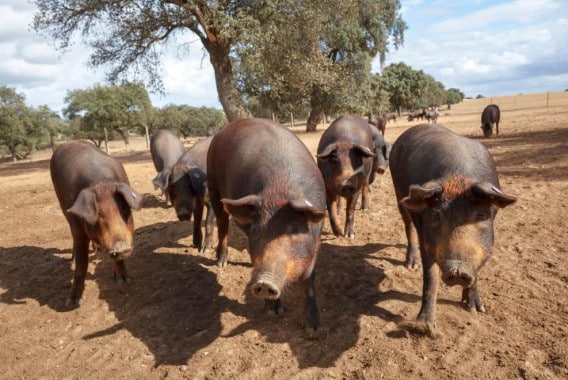 Bruselas apoya el paso del sector de carne de porcino hacia una producción cada vez más sostenible