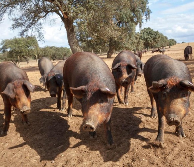 Bruselas apoya el paso del sector de carne de porcino hacia una producción cada vez más sostenible