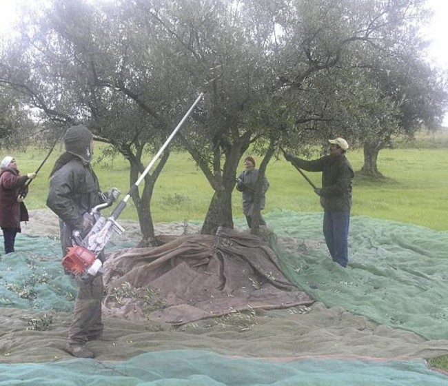 El paro registrado en Agricultura subió casi un 1% y en 1.136 personas en febrero