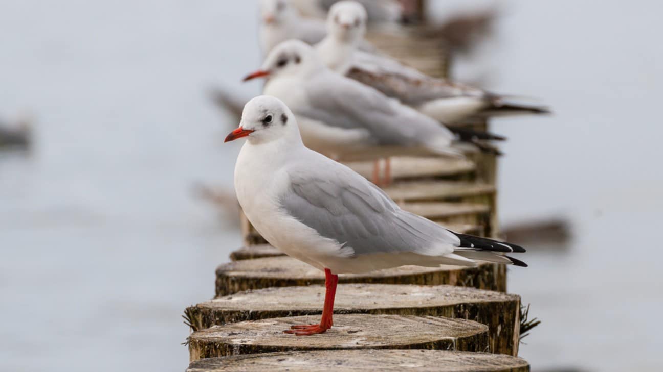 Gripe aviar: la AESA avisa que el riesgo en aves de corral puede aumentar de nuevo en los próximos meses