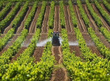 Unió de Pagesos alerta de pérdidas de hasta el 80% en la cosecha de uva por la tormenta del sábado