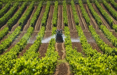 Unió de Pagesos alerta de pérdidas de hasta el 80% en la cosecha de uva por la tormenta del sábado