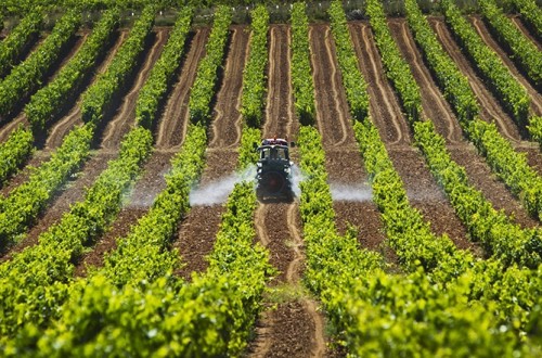 Unió de Pagesos alerta de pérdidas de hasta el 80% en la cosecha de uva por la tormenta del sábado