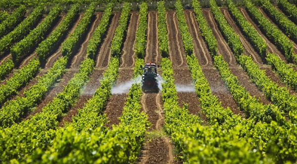 Unió de Pagesos alerta de pérdidas de hasta el 80% en la cosecha de uva por la tormenta del sábado