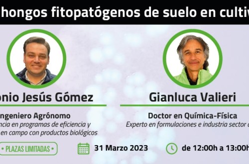 ¿Sabes cómo actúan las pseudomonas contra los hongos fitopatógenos del suelo para mantener sanos los cultivos?