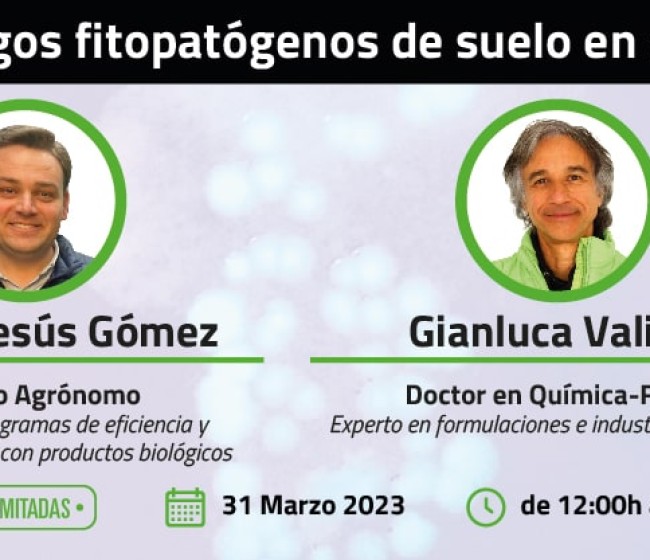 ¿Sabes cómo actúan las pseudomonas contra los hongos fitopatógenos del suelo para mantener sanos los cultivos?