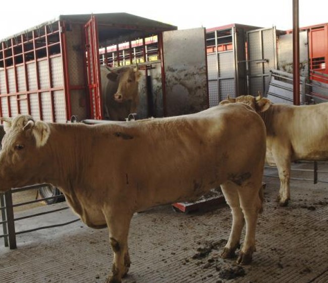 Actualizada la normativa sobre centros de limpieza y desinfección de vehículos de transporte de animales
