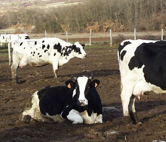 El precio medio nacional de la leche de vaca en origen escaló hasta 0,60 €/litro en enero