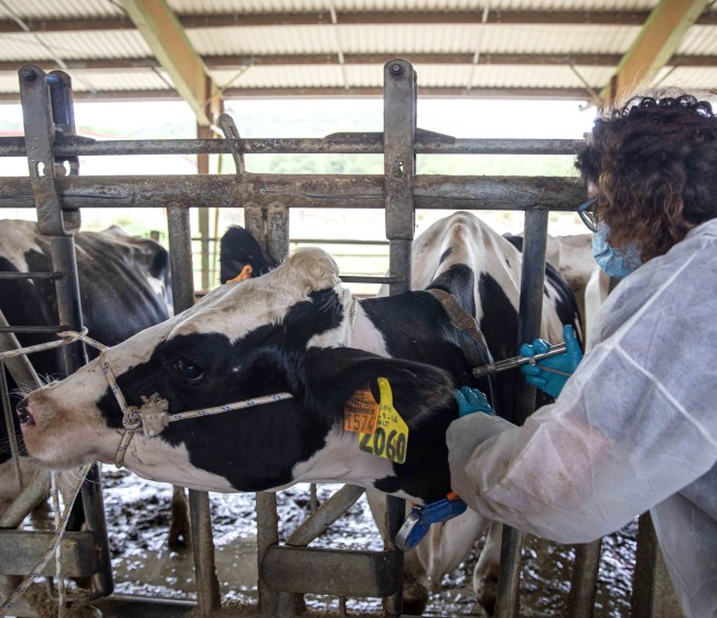 El Ministerio de Agricultura convoca 121 plazas para funcionarios del Cuerpo Nacional Veterinario