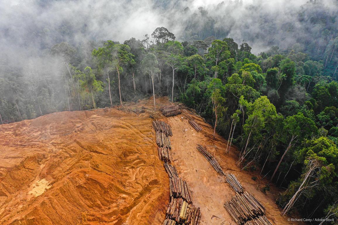La Eurocámara da su visto bueno al reglamento UE para luchar contra la deforestación mundial