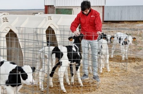 Nanta lanza un nuevo pienso para terneras lactantes