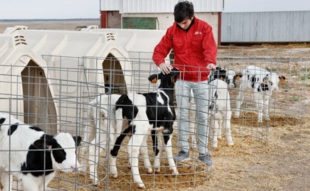 Nanta lanza un nuevo pienso para terneras lactantes