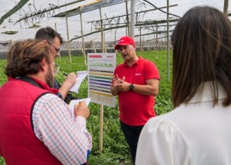 La aplicación de un plan nutricional completo de Brandt genera hasta 15.000 kg/ha más de sandía