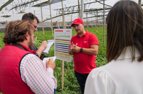 La aplicación de un plan nutricional completo de Brandt genera hasta 15.000 kg/ha más de sandía