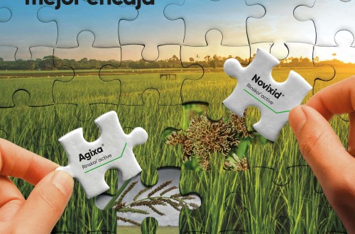 Dos nuevos herbicidas de Corteva Agriscience para el cultivo del arroz