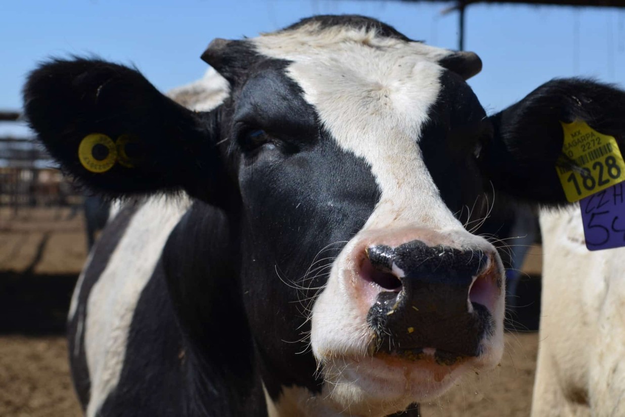 El precio medio nacional de la leche de vaca en origen superó los 0,60 €/litro en febrero