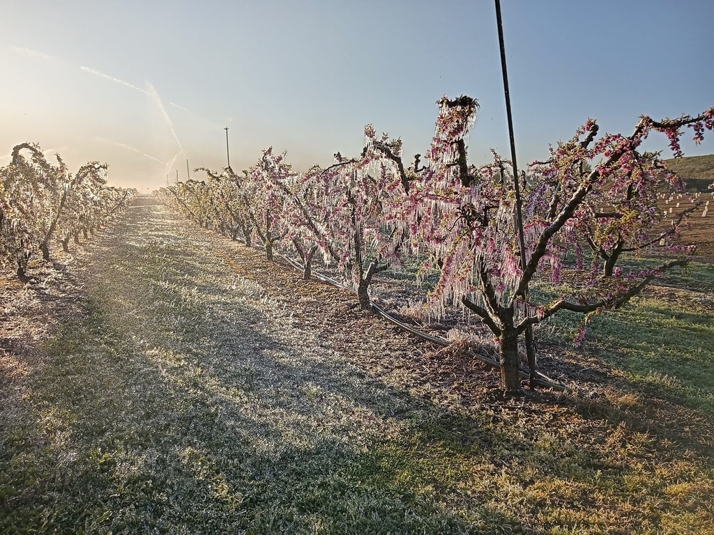 Las heladas de primeros de abril y el contraste término provocaron menos daños en la agricultura que en 2022