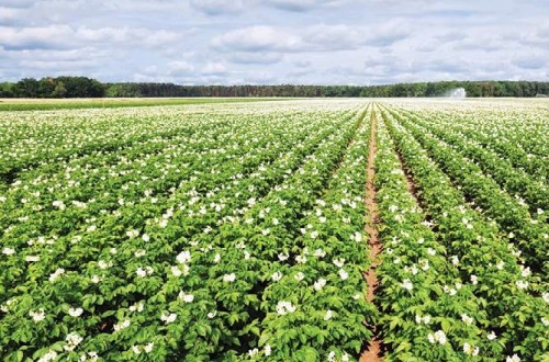 Ensayos en patata y arroz muestran la eficiencia de la tecnología de encapsulado eqo.x de ICL