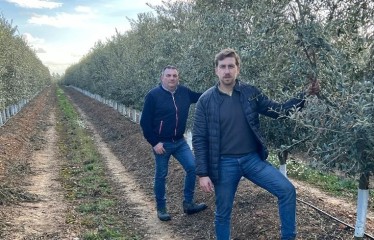 La importancia de un plan de abonado en olivar de alta producción