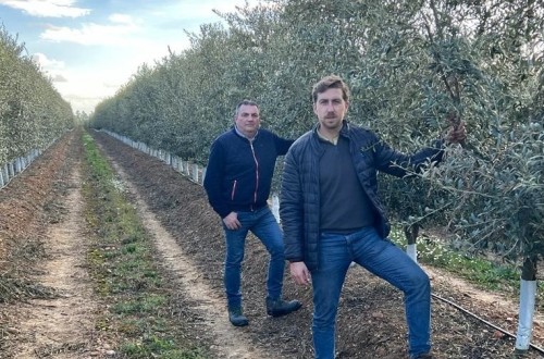 La importancia de un plan de abonado en olivar de alta producción