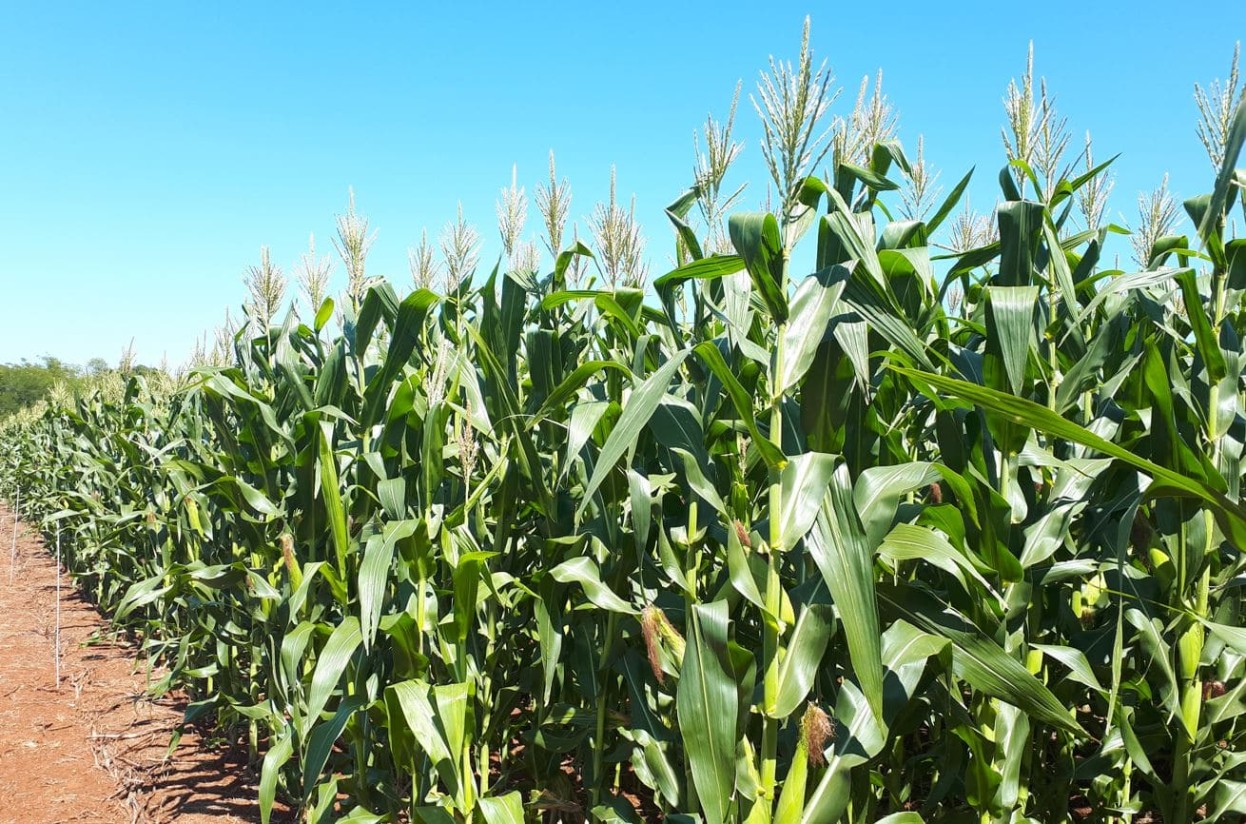 Los fertilizantes nitrogenados de Timac Agro reducen más de un 40% las emisiones de GEI en el cultivo del maíz