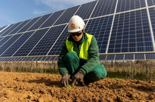 Galp desarrolla proyectos piloto de renaturalización, ganadería extensiva y cultivo de plantas aromáticas en plantas fotovoltaicas de Aragón