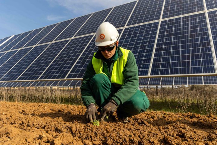 Galp desarrolla proyectos piloto de renaturalización, ganadería extensiva y cultivo de plantas aromáticas en plantas fotovoltaicas de Aragón