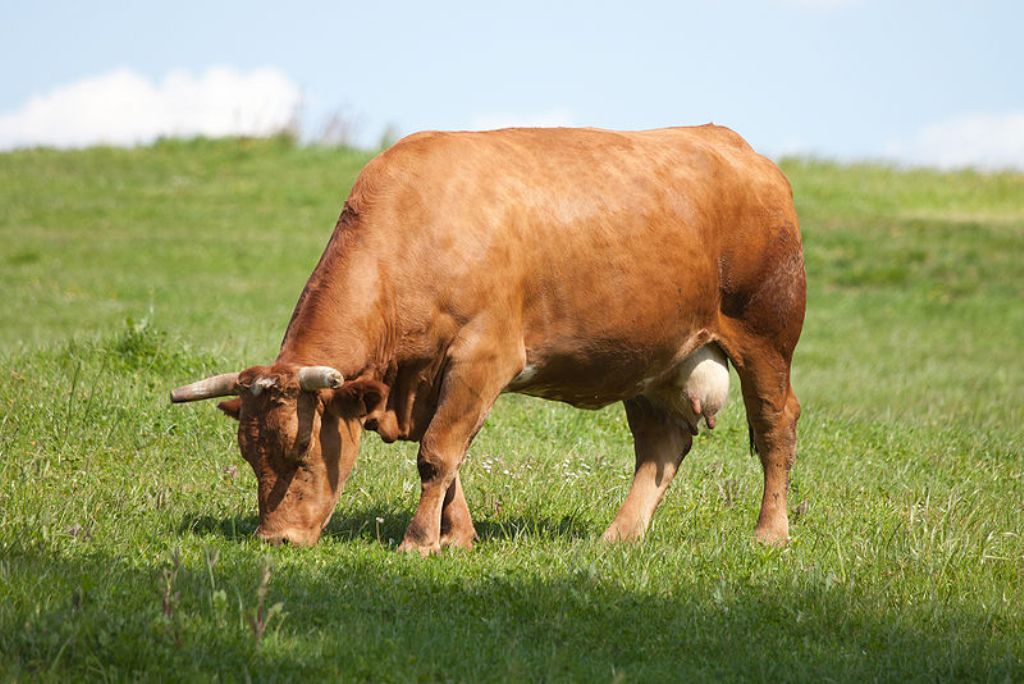 Castilla y León flexibiliza y da autonomía a los ganaderos frente a la tuberculosis bovina