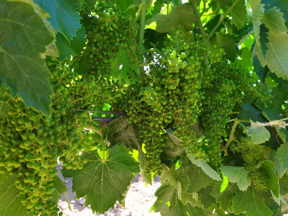 El plazo para acogerse a las ayudas de la cosecha en verde de uva de vinificación finaliza el 2 de mayo
