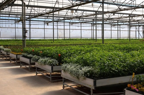 Viveros Hernandorena aplica el control biológico en su vivero de frutales