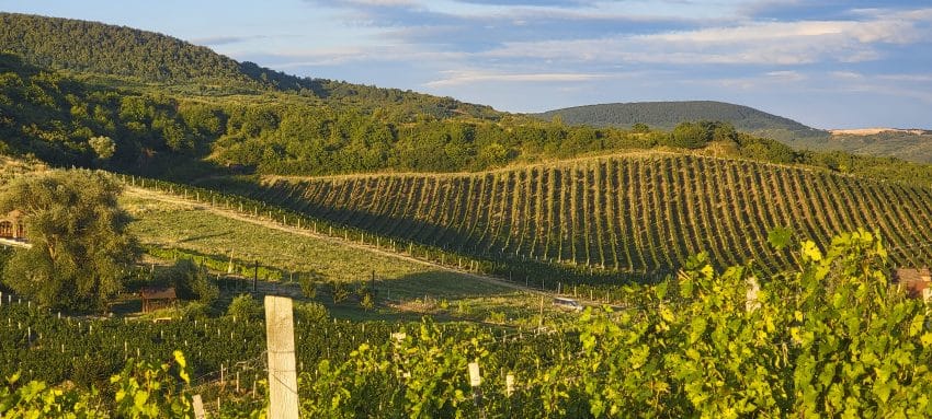 El MAPA autorizó la replantación de 15.251 ha de viñedo de uva de vinificación durante 2022