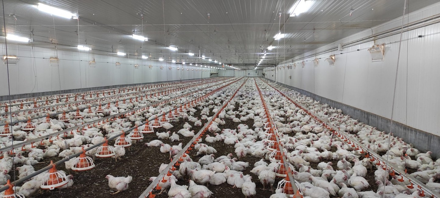 El sector productor de carne avícola constituye el Comité Ejecutivo de Integración