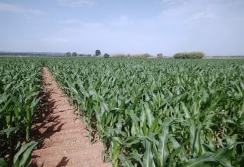 Nuevas variedades comerciales de maíz para grano de los ciclos 600 y 700