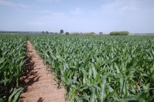 Nuevas variedades comerciales de maíz para grano de los ciclos 600 y 700