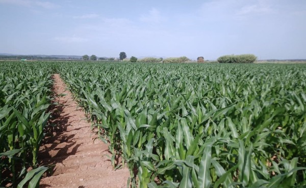 Nuevas variedades comerciales de maíz para grano de los ciclos 600 y 700