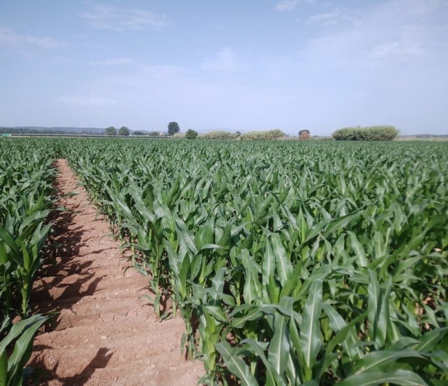 Nuevas variedades comerciales de maíz para grano de los ciclos 600 y 700