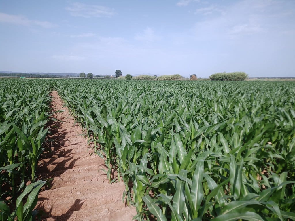 Nuevas variedades comerciales de maíz para grano de los ciclos 600 y 700