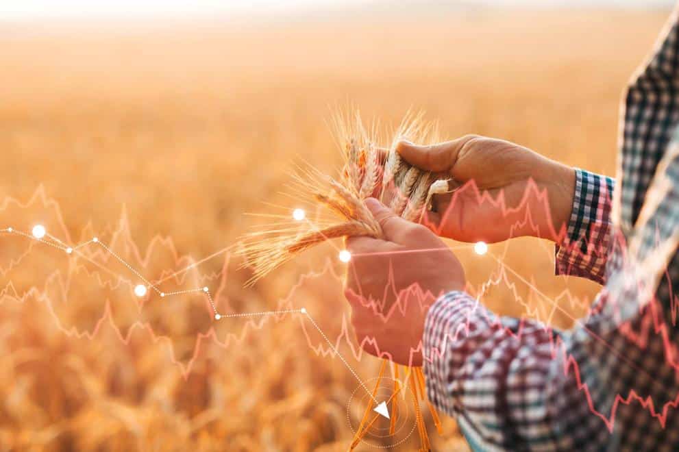 Bruselas prevé una recuperación de la cosecha comunitaria de cereales en 2023/24